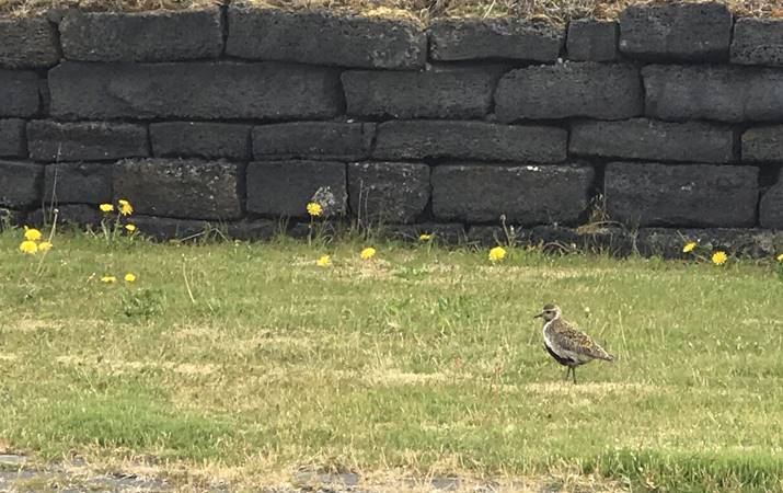 Lóa við lágan kirkjugarðsvegg suður með sjó 