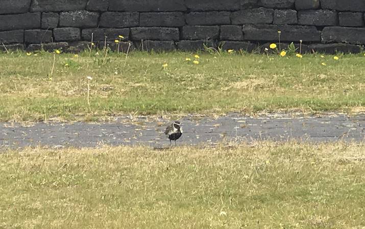 Lóan er sögð vera veðurglögg - skyldi hún finna fyrir umhverfisvánni?